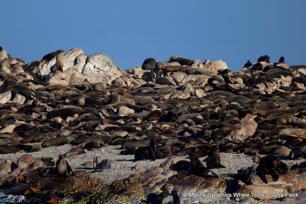 cape fur seal, whale watching, gansbaai, south africa