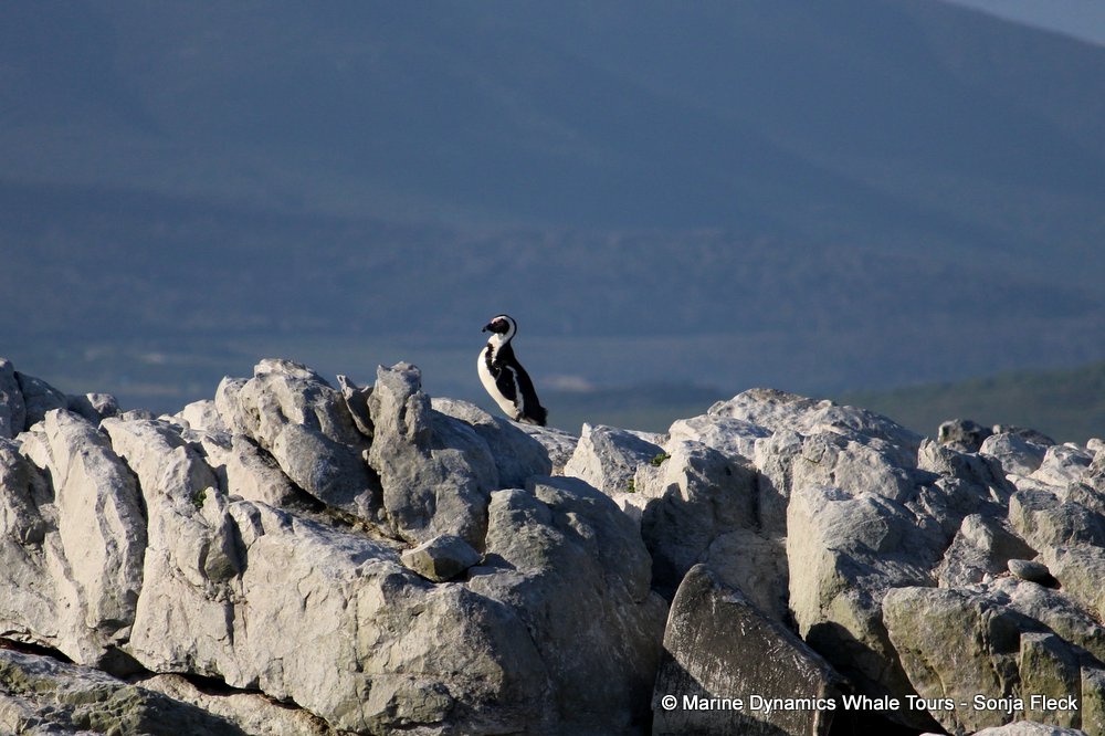 african penguin, whale watching, gansbaai, south africa
