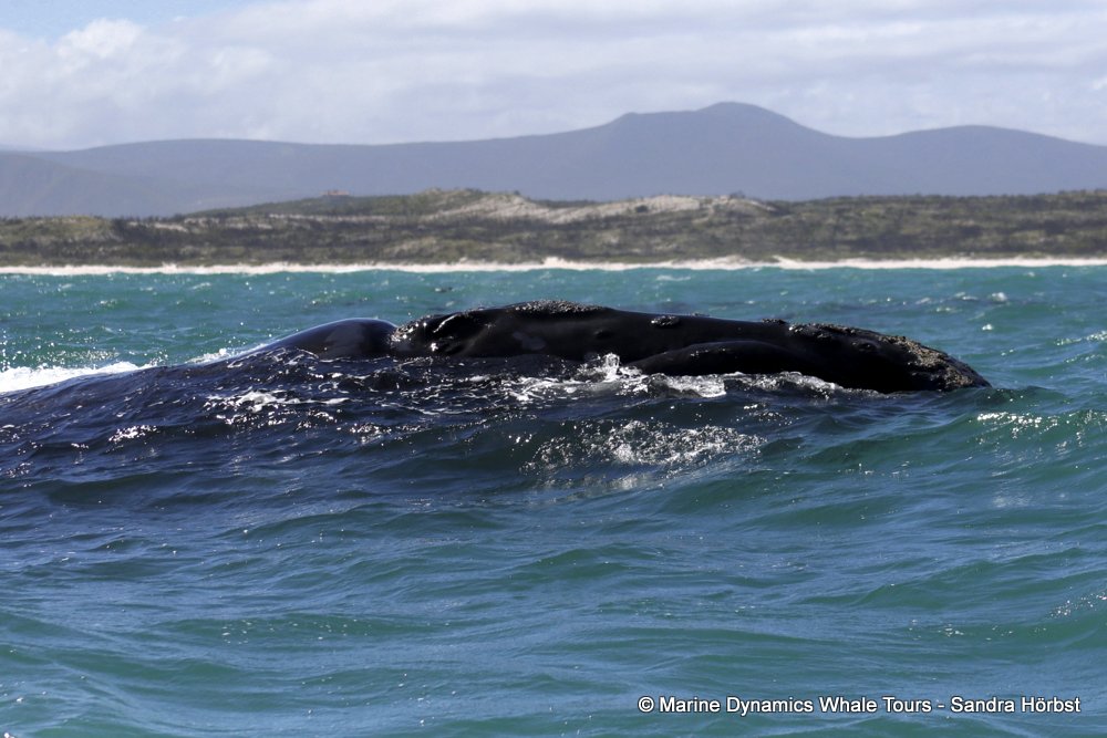 Southern right whale, whale watching, gansbaai, south africa,