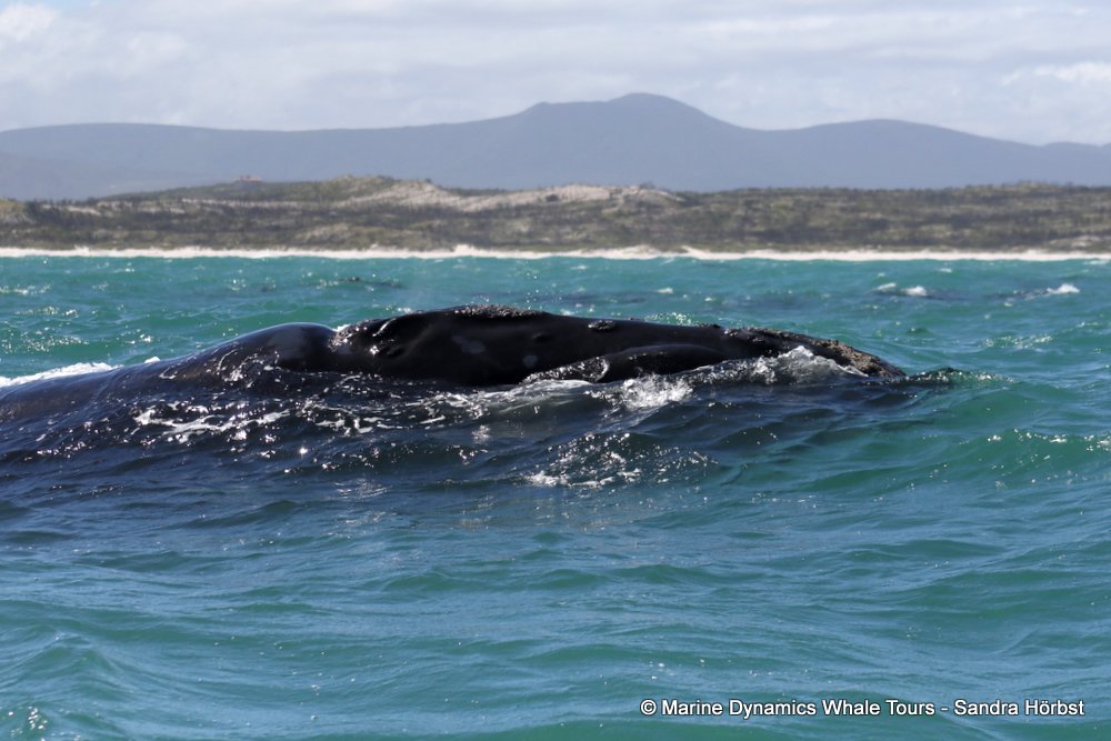 Southern right whale, whale watching, gansbaai, south africa,