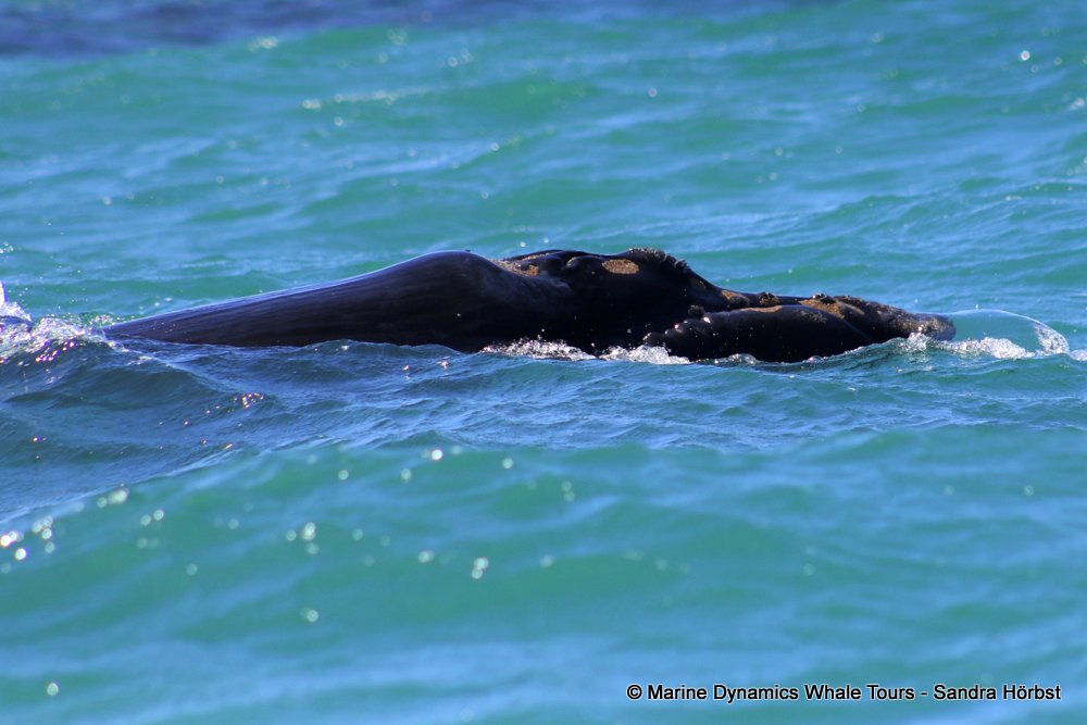 Southern right whale, whale watching, gansbaai, south africa,