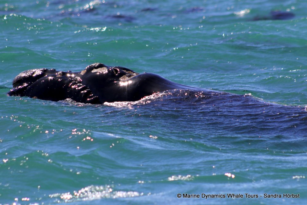 Southern right whale, whale watching, gansbaai, south africa,