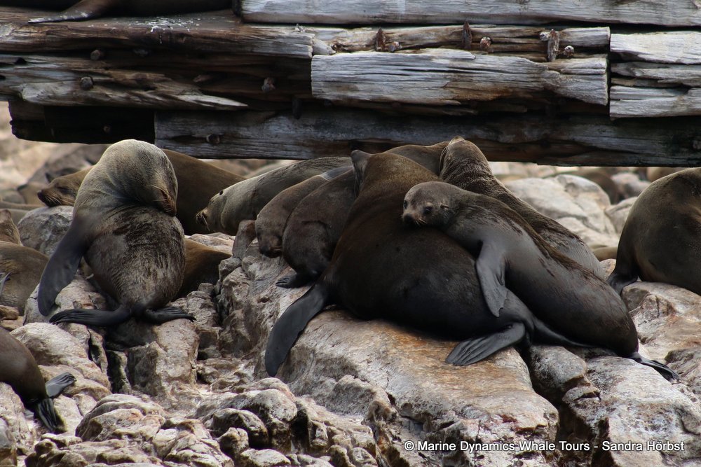cape fur seal, whale watching, gansbaai, south africa