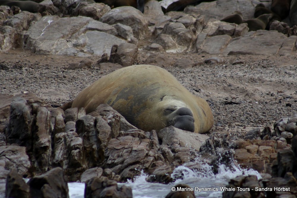 cape fur seal, whale watching, gansbaai, south africa