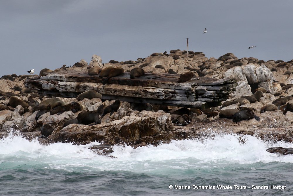 cape fur seal, whale watching, gansbaai, south africa