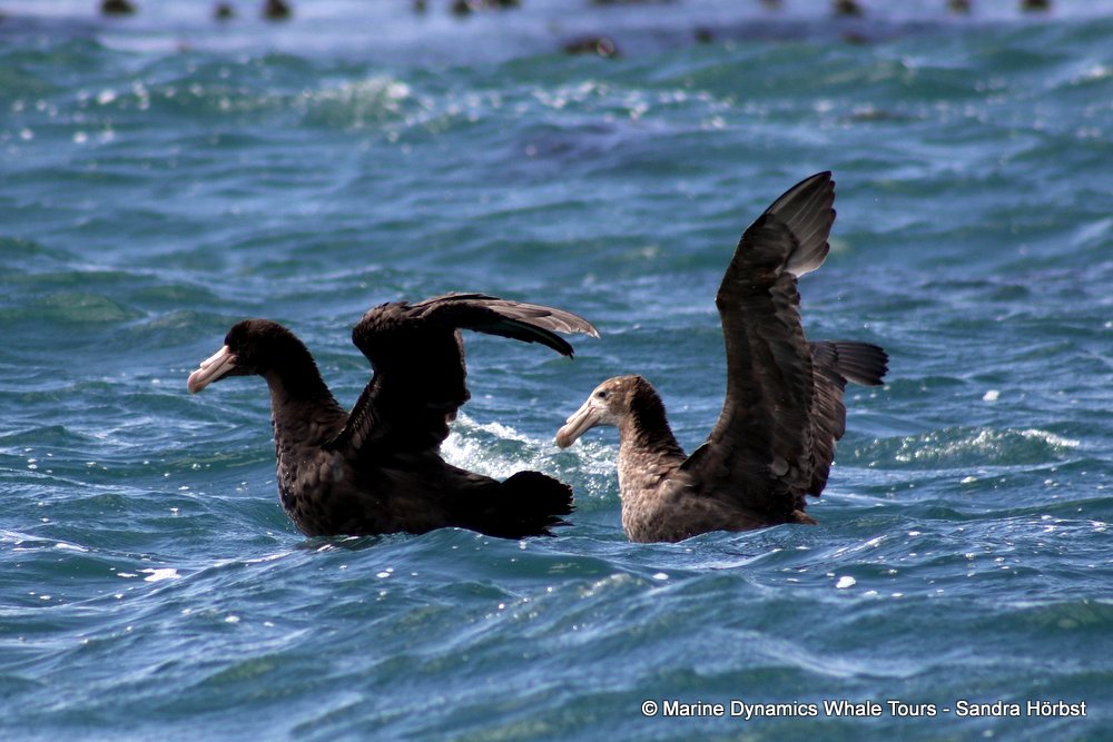 giant petrel, whale watching, gansbaai, south africa,