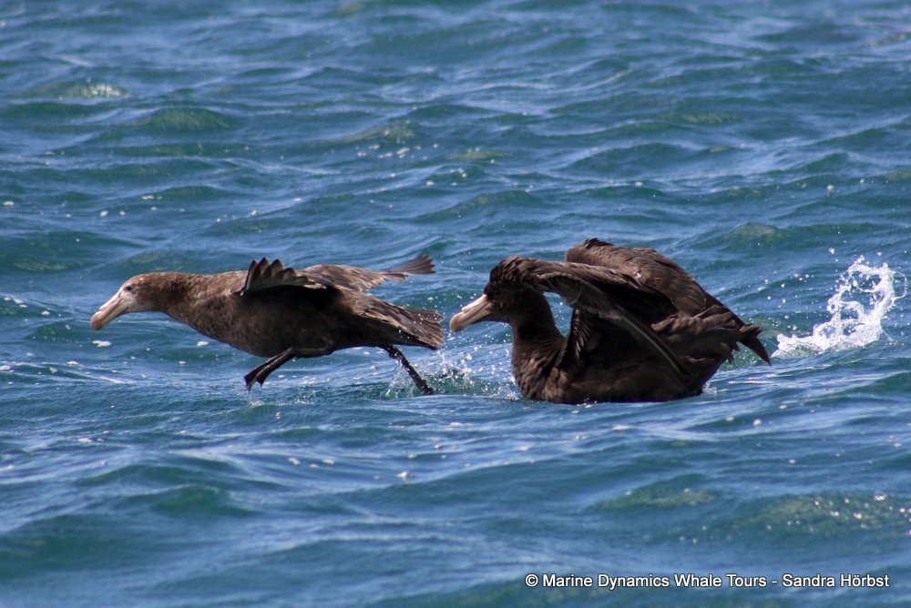 giant petrel, whale watching, gansbaai, south africa,