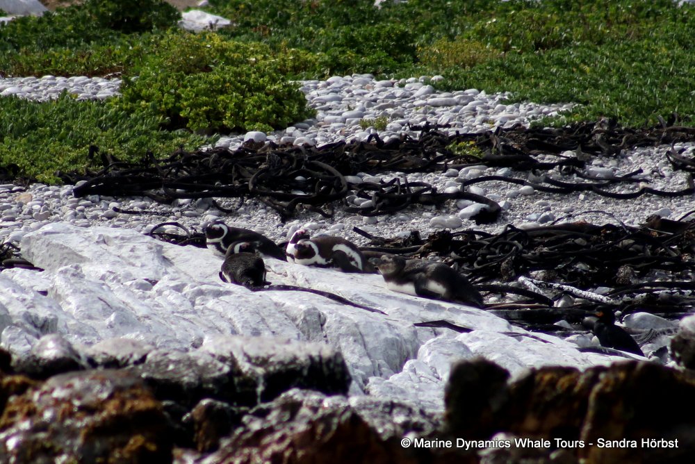 african penguin, whale watching, gansbaai, south africa