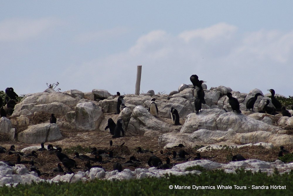 african penguin, whale watching, gansbaai, south africa