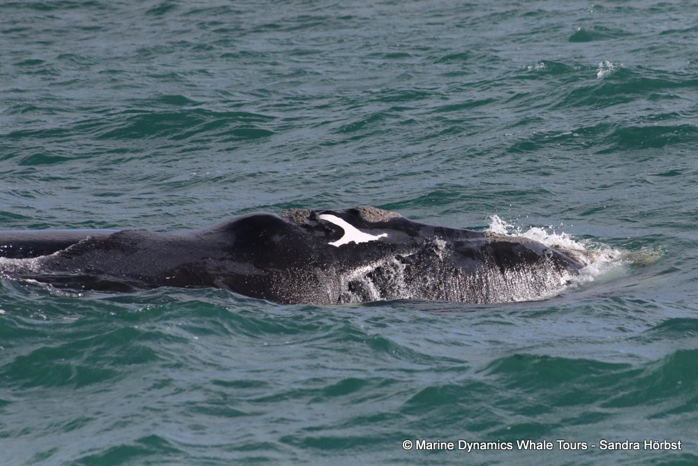 Southern right whale, whale watching, gansbaai, south africa,