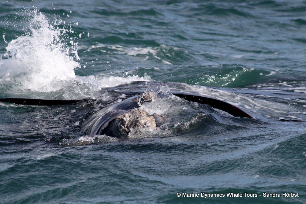 Southern right whale, whale watching, gansbaai, south africa,