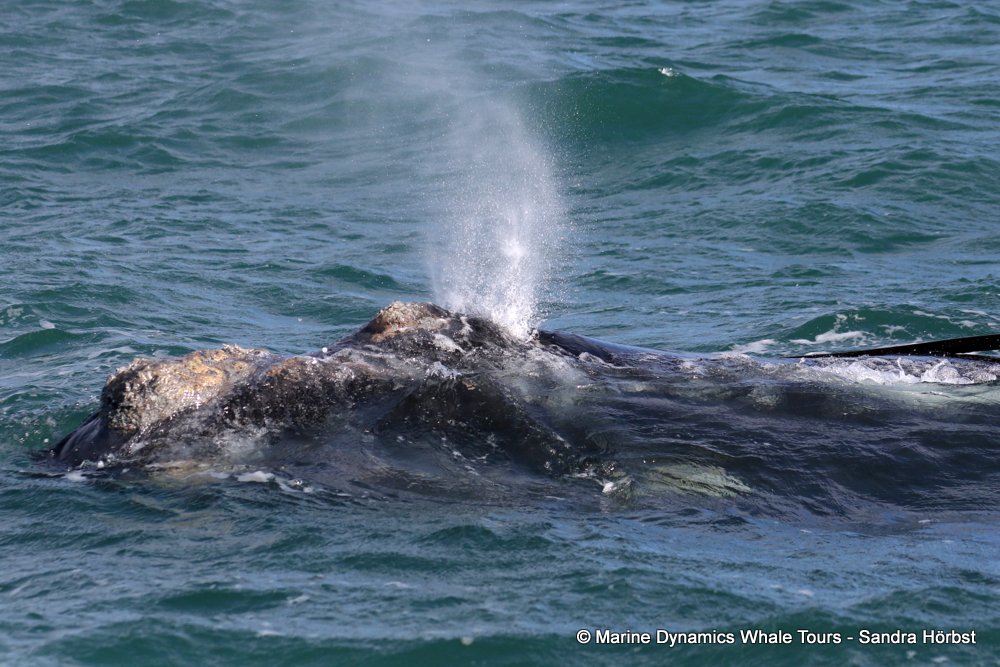 Southern right whale, whale watching, gansbaai, south africa,