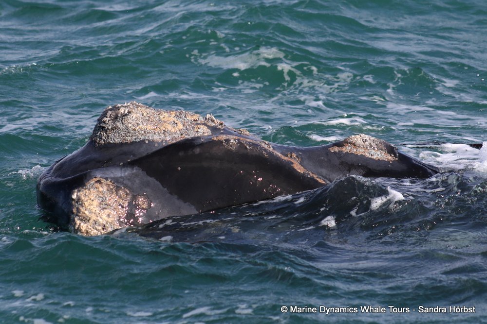 Southern right whale, whale watching, gansbaai, south africa,