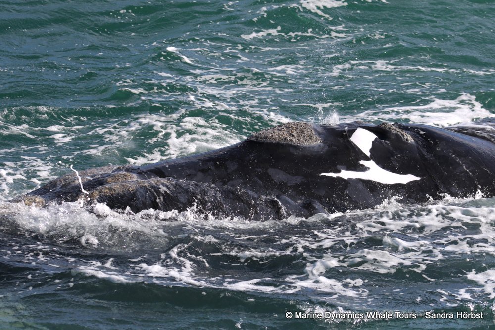 Southern right whale, whale watching, gansbaai, south africa,