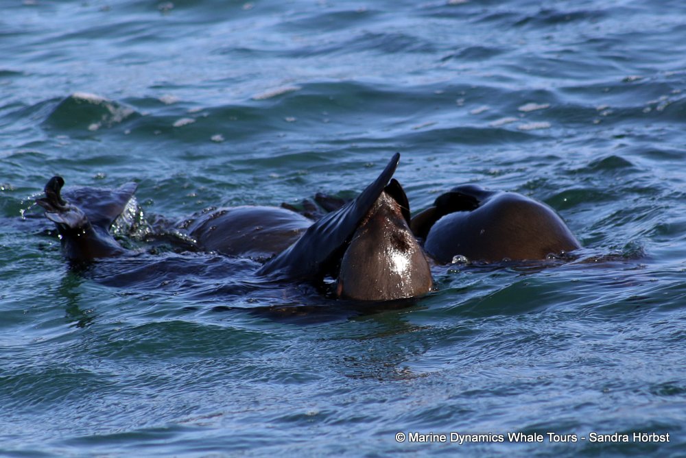 cape fur seal, whale watching, gansbaai, south africa