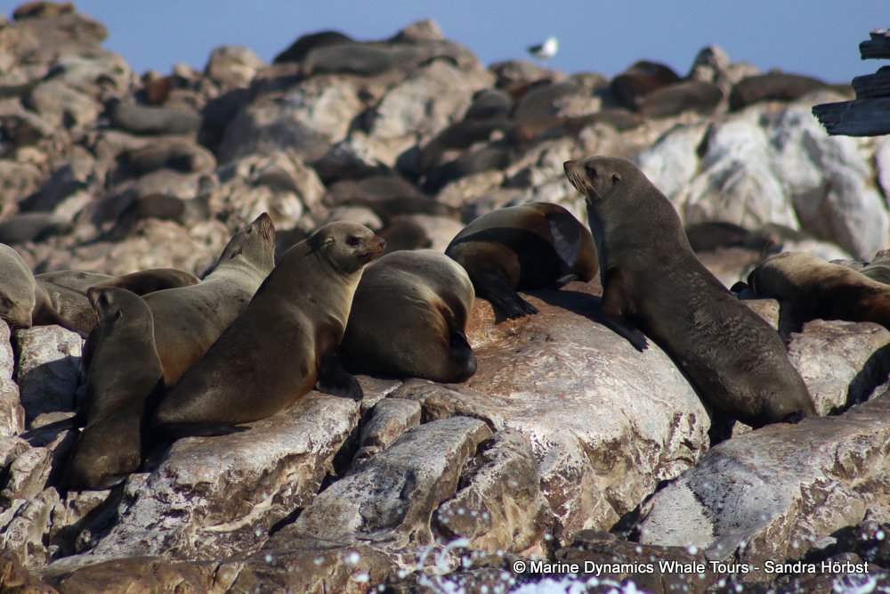 cape fur seal, whale watching, gansbaai, south africa
