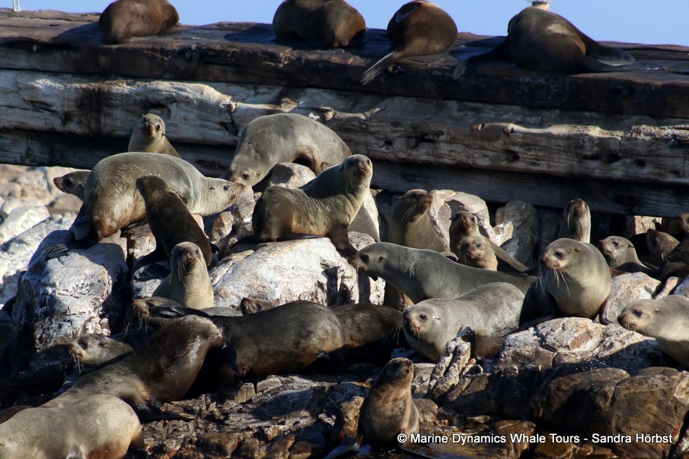 cape fur seal, whale watching, gansbaai, south africa