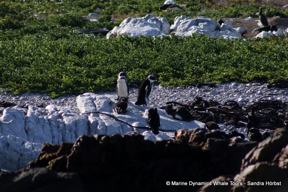 african penguin, whale watching, gansbaai, south africa