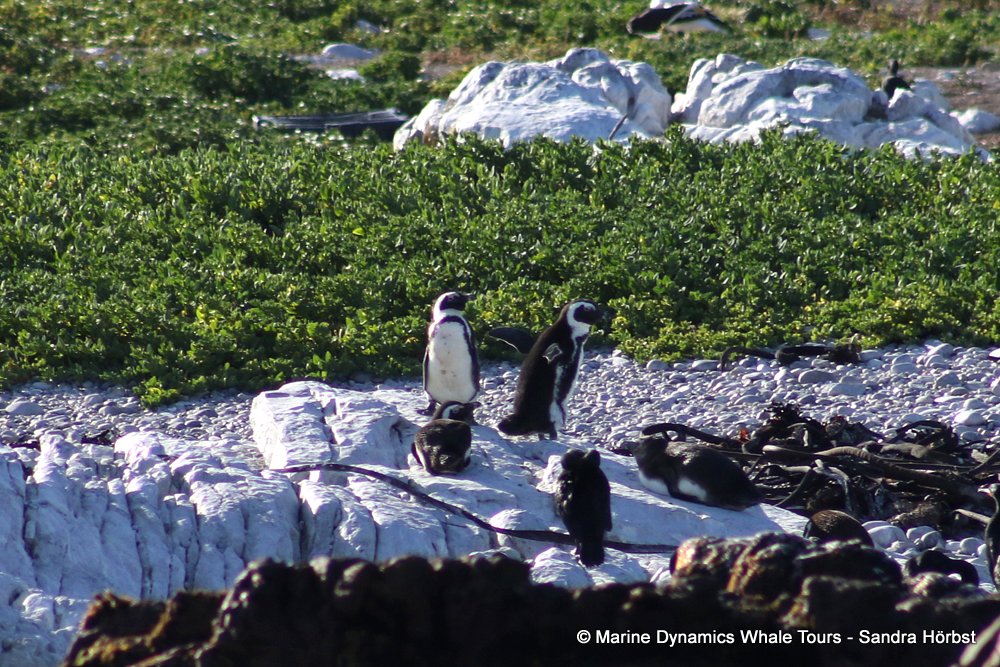 African penguins, whale watching, gansbaai, south africa,