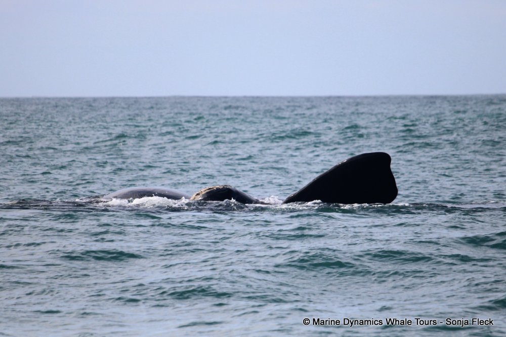 Southern right whale, whale watching, gansbaai, south africa,