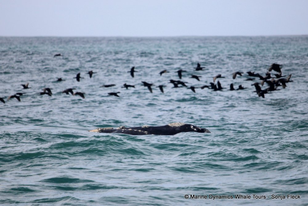 Southern right whale, whale watching, gansbaai, south africa,
