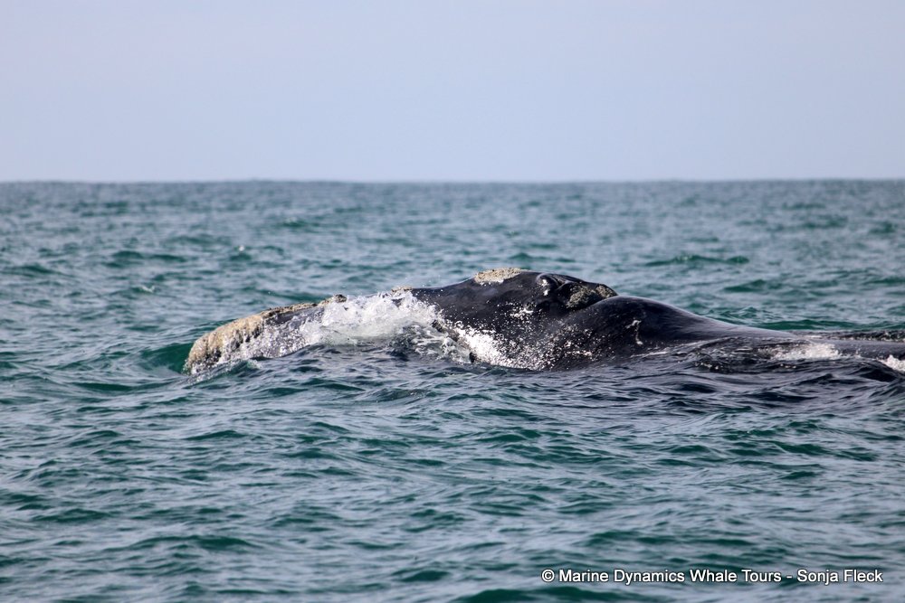 Southern right whale, whale watching, gansbaai, south africa,
