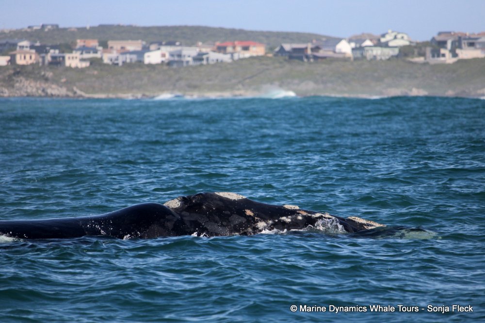 Southern right whale, whale watching, gansbaai, south africa,