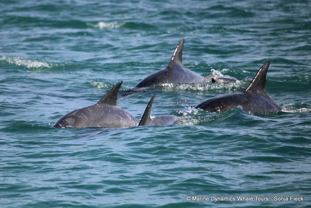 bottlenose dolphin Whale watching, South Africa, Gansbaai,