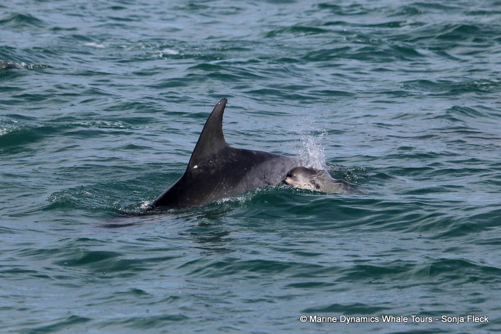bottlenose dolphin Whale watching, South Africa, Gansbaai,
