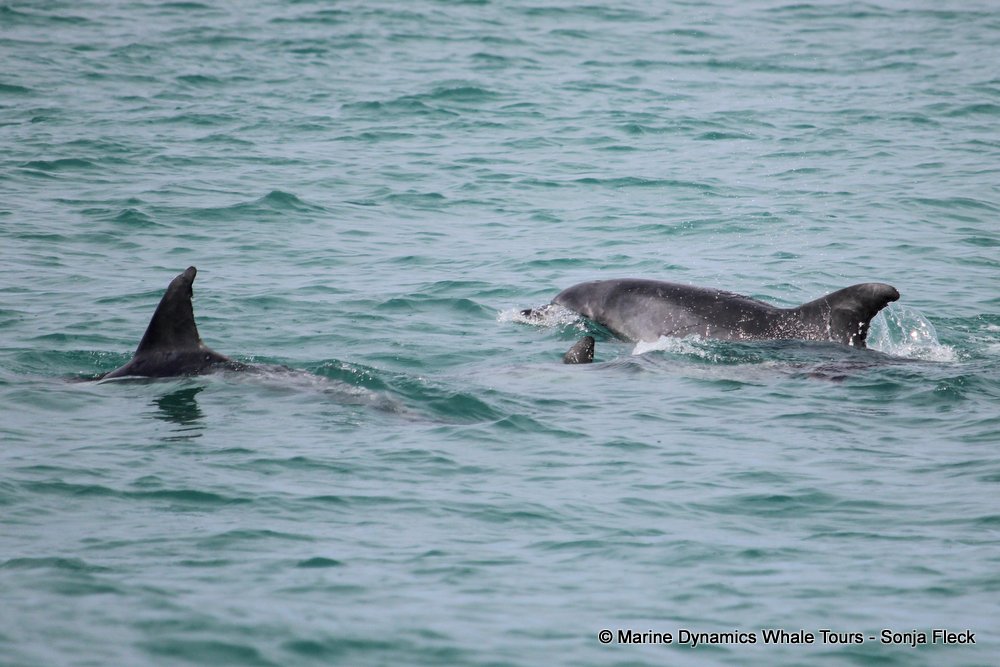 bottlenose dolphin Whale watching, South Africa, Gansbaai,