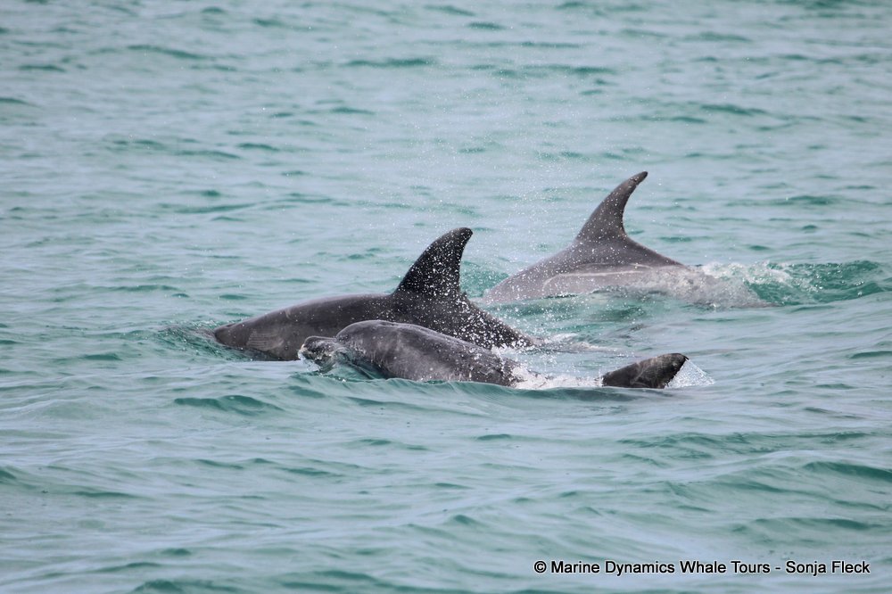 bottlenose dolphin Whale watching, South Africa, Gansbaai,