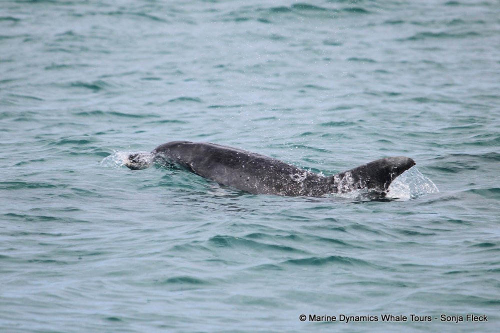 bottlenose dolphin Whale watching, South Africa, Gansbaai,
