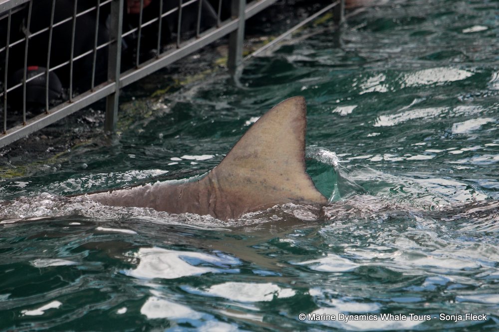 bronze whaler shark, whale watching, gansbaai, south africa,