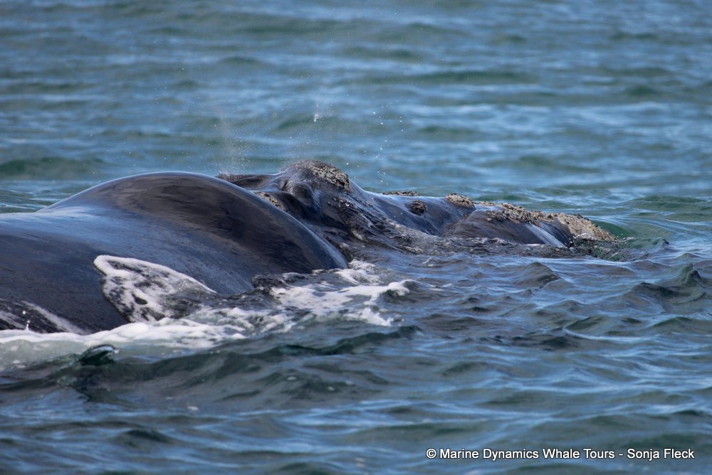 Southern right whale, whale watching, gansbaai, south africa,