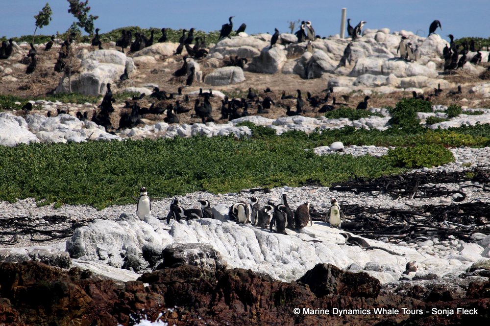 african penguin, whale watching, gansbaai, south africa