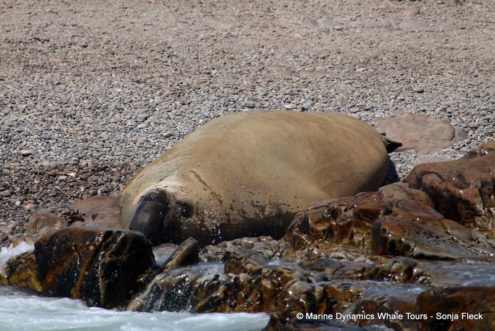 elephant seal, whale watching, gansbaai, south africa