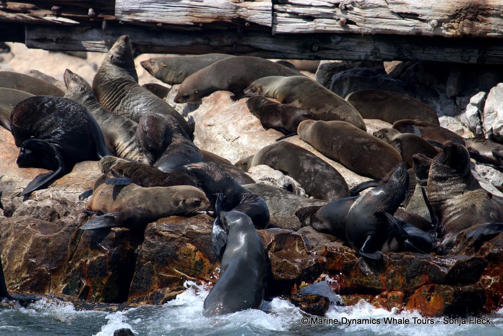 cape fur seal, whale watching, gansbaai, south africa