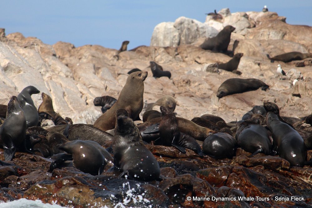 cape fur seal, whale watching, gansbaai, south africa