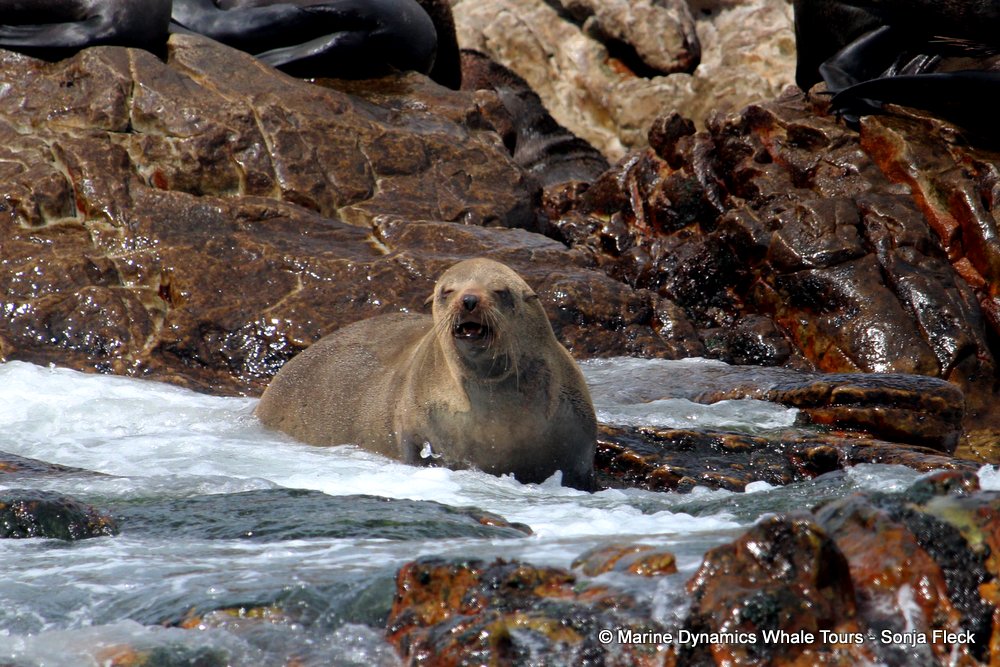 cape fur seal, whale watching, gansbaai, south africa