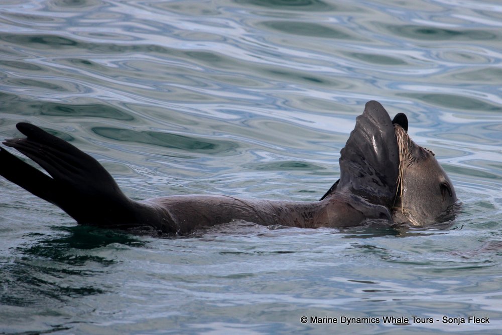 cape fur seal, whale watching, gansbaai, south africa