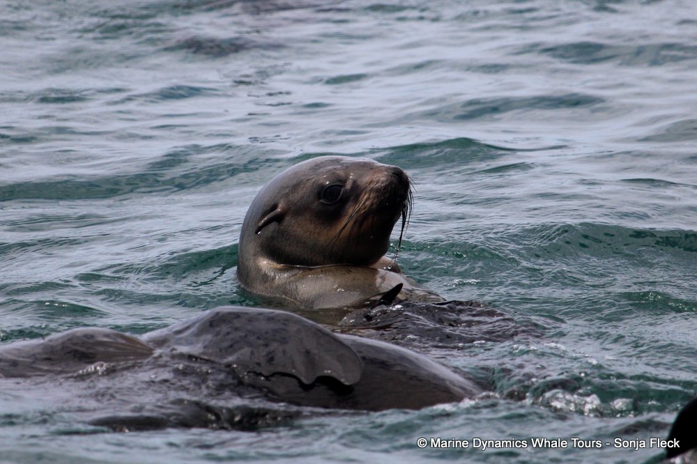 cape fur seal, whale watching, gansbaai, south africa
