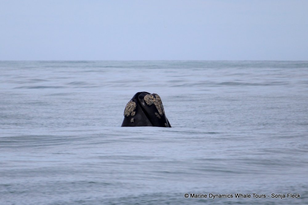 Southern right whale, whale watching, gansbaai, south africa,