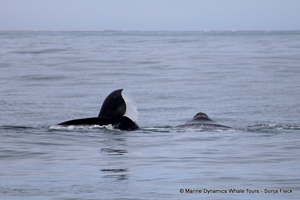 Southern right whale, whale watching, gansbaai, south africa,