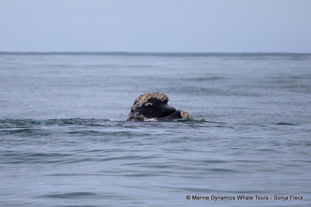 Southern right whale, whale watching, gansbaai, south africa,
