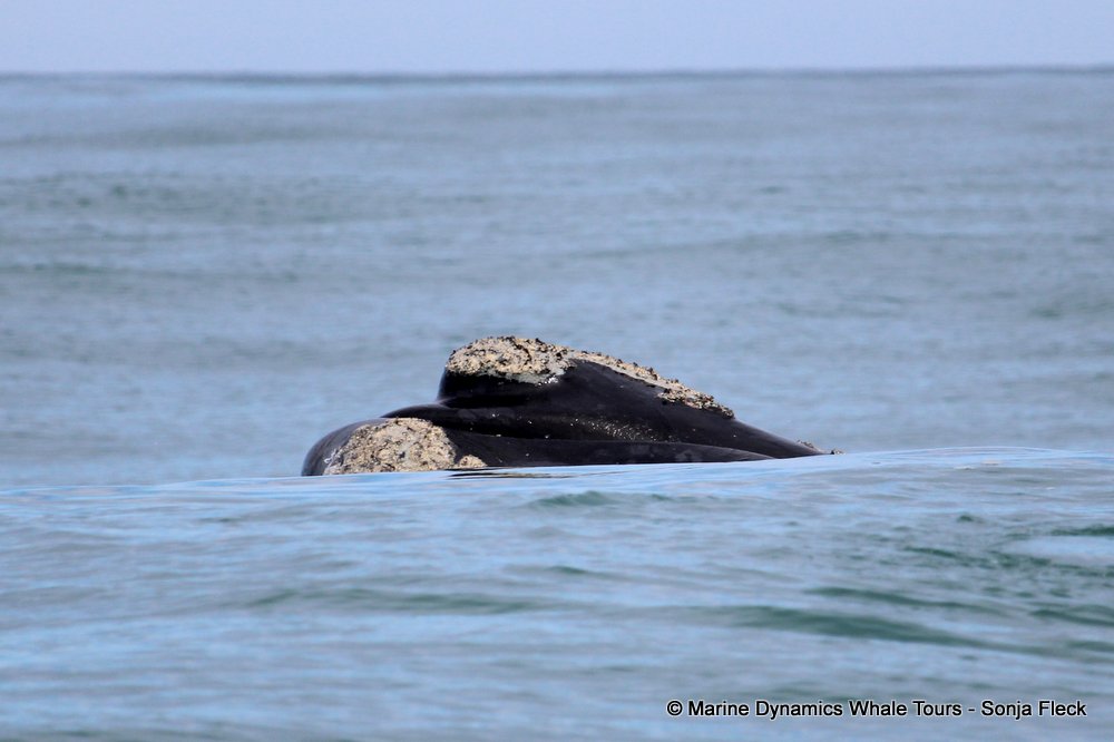 Southern right whale, whale watching, gansbaai, south africa,