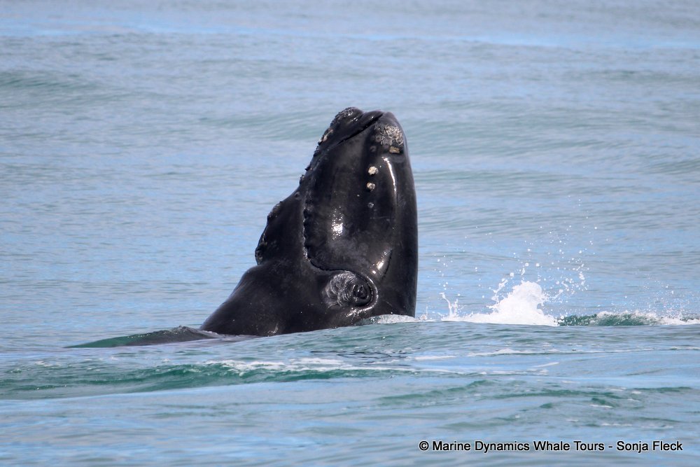 Southern right whale, whale watching, gansbaai, south africa,