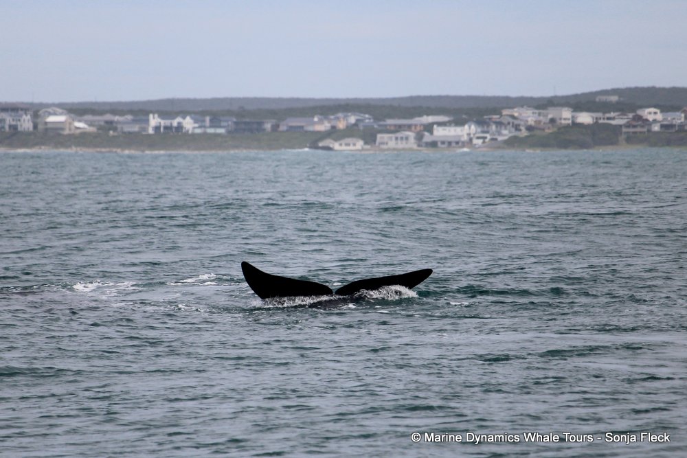 Southern right whale, whale watching, gansbaai, south africa,