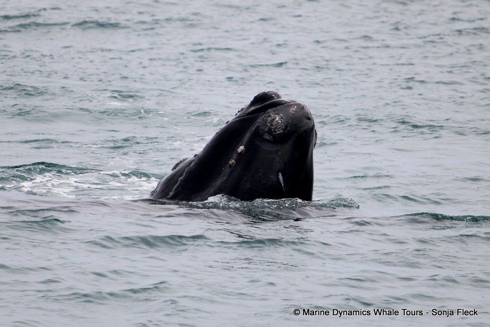 Southern right whale, whale watching, gansbaai, south africa,
