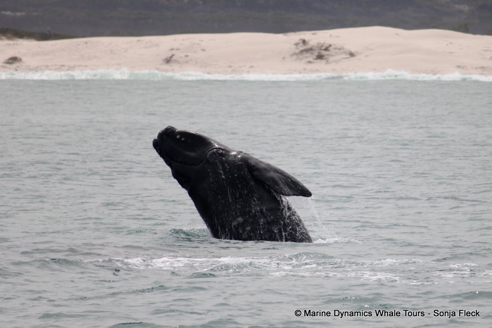 Southern right whale, whale watching, gansbaai, south africa,