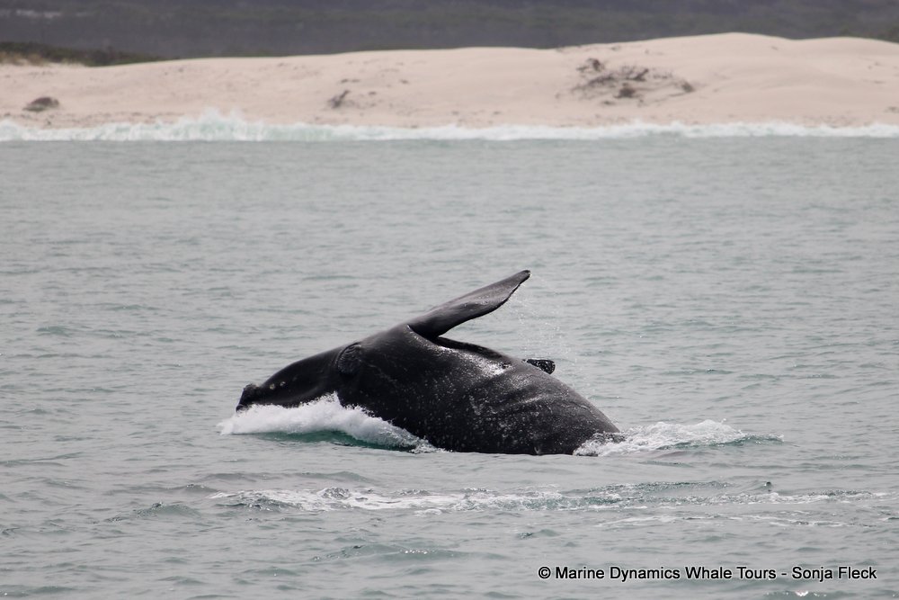 Southern right whale, whale watching, gansbaai, south africa,